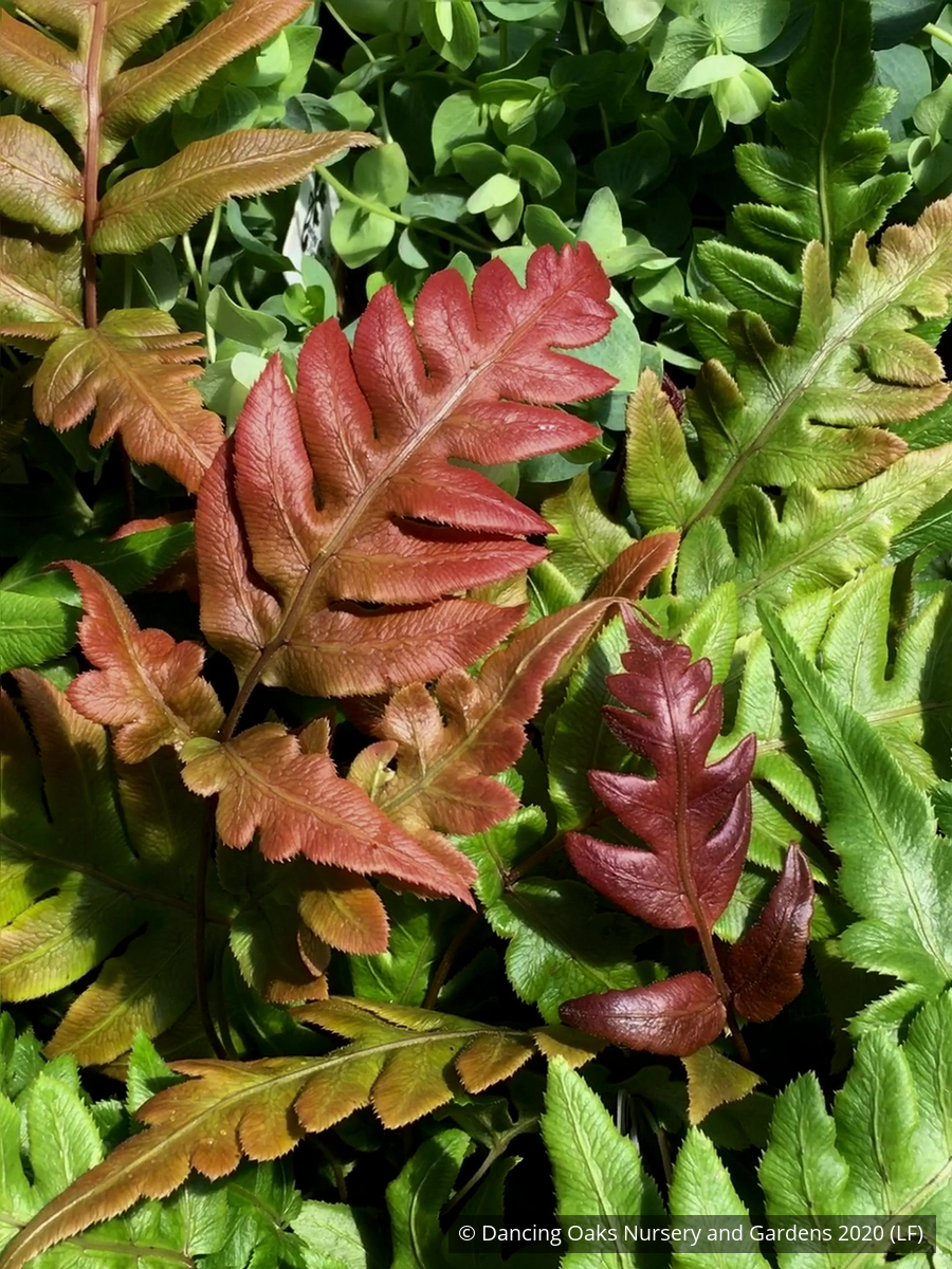 Ferns ~ Woodwardia unigemmata, Jeweled Chain Fern ~ Dancing Oaks Nursery and Gardens ~ Retail Nursery ~ Mail Order Nursery