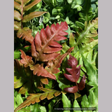 Ferns ~ Woodwardia unigemmata, Jeweled Chain Fern ~ Dancing Oaks Nursery and Gardens ~ Retail Nursery ~ Mail Order Nursery