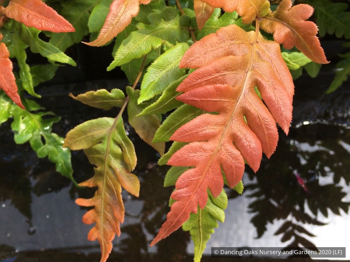 Ferns ~ Woodwardia unigemmata, Jeweled Chain Fern ~ Dancing Oaks Nursery and Gardens ~ Retail Nursery ~ Mail Order Nursery