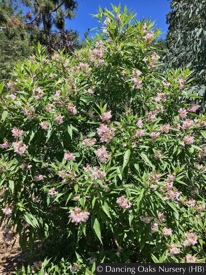 Trees ~ x Chitalpa tashkentensis 'Pink Dawn', Chitalpa ~ Dancing Oaks Nursery and Gardens ~ Retail Nursery ~ Mail Order Nursery