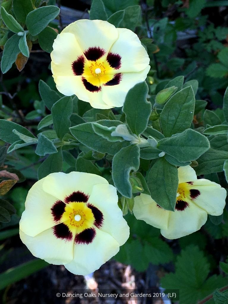 Shrubs ~ x Halimiocistus wintonensis 'Merrist Wood Cream', Rock Rose ~ Dancing Oaks Nursery and Gardens ~ Retail Nursery ~ Mail Order Nursery