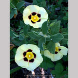 Shrubs ~ x Halimiocistus wintonensis 'Merrist Wood Cream', Rock Rose ~ Dancing Oaks Nursery and Gardens ~ Retail Nursery ~ Mail Order Nursery