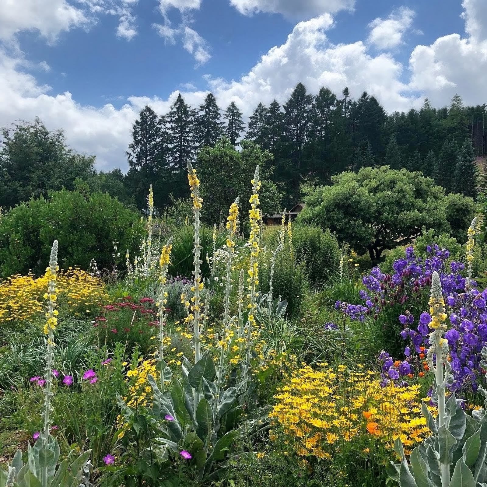 Summer flowers in the Dancing Oaks display garden