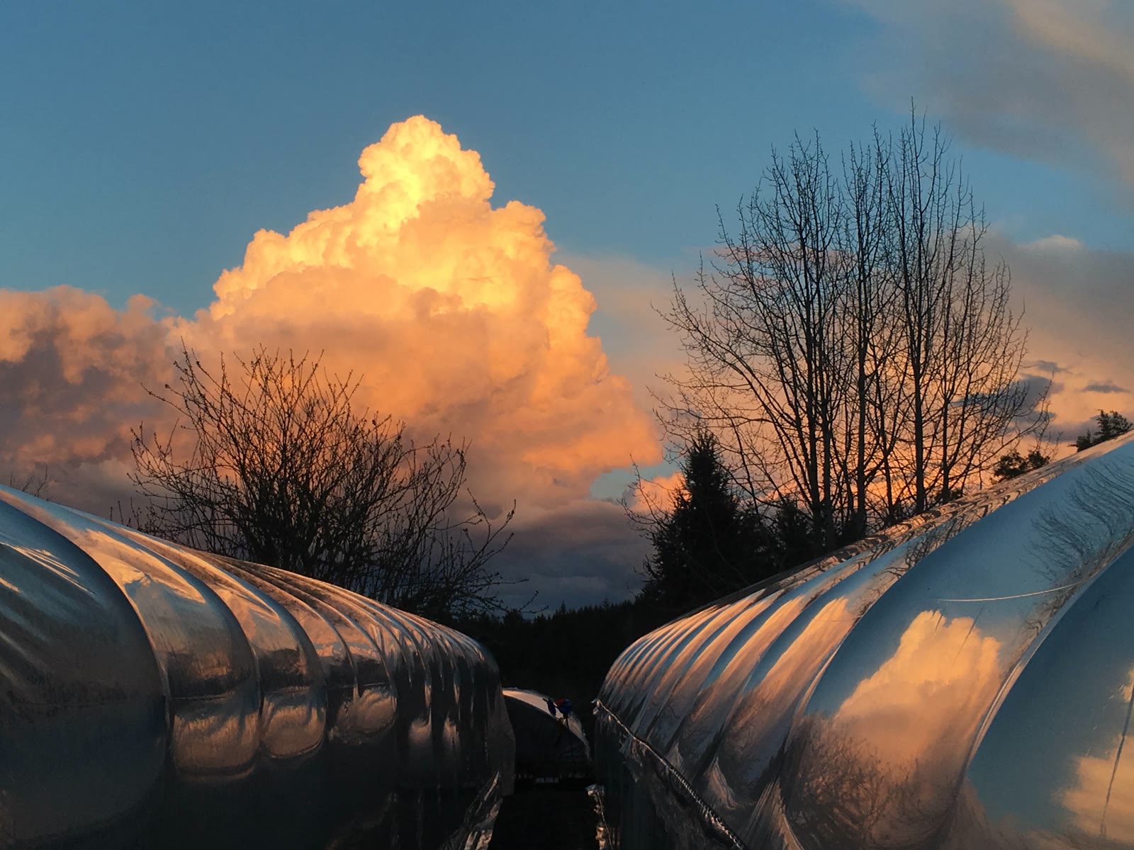 Sunset reflected on the nursery greenhouses