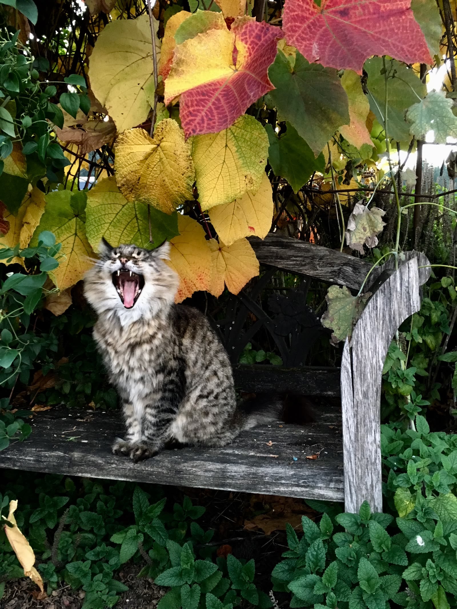 A nursery cat beneath colorful autumn grape leaves